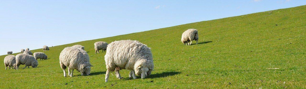 Merino-Schafe Norddeutschland